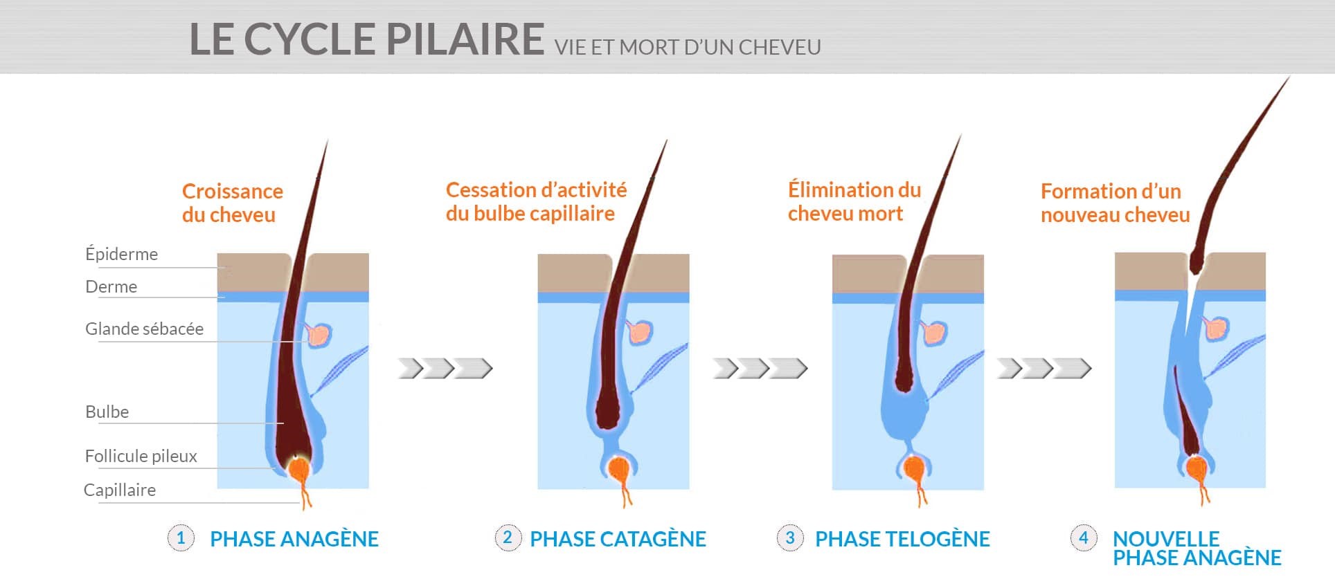 Comprendre le Cycle capillaire